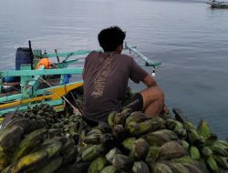 Krisis Ekonomi Melanda Pulau Enggano Akibat Lumpuhnya Transportasi, Warga Bertahan dengan Barter